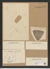 Triceratium arcticum var. ? neapolitanum Grun. (de-Toni-Nr.: Genus 140, Species 3719) Zeichnungen Sammlung Grunow Nr. 7216 (NHMW-BOT-W0376206)